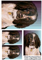 Springer Spaniel