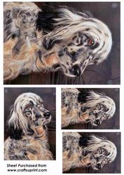 English Setter