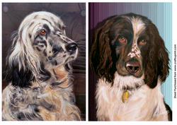 Spinger Spaniel & English Setter