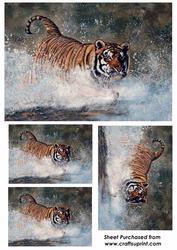 Tiger Splash