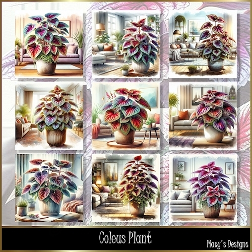 Coleus Plant - Illustrations for Cards