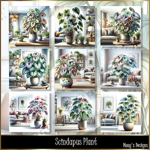 Scindapus Plant - Illustrations for Cards