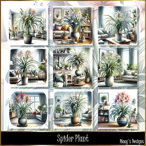 Spider Plant - Illustrations for Cards