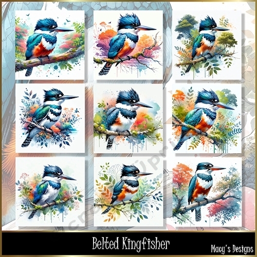 Belted Kingfisher - Illustrations for Cards