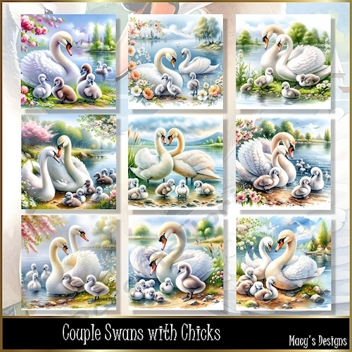 Couple Swans with Chicks - Illustrations for Cards