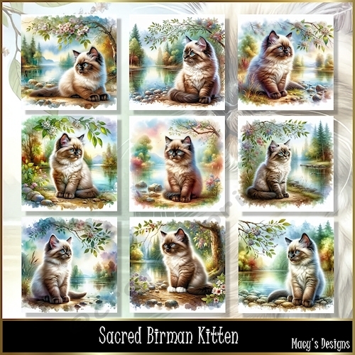 Sacred Birman Kitten - Illustrations for Cards, Mini kits & Designers