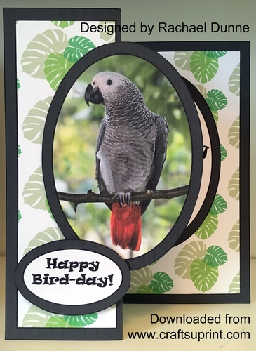 Happy Birthday Parrot