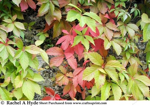 A Walk in the Woods - Autumn Colours Background Sheet