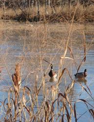 BG Ducks in the Water