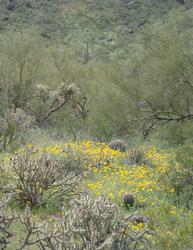 Bg Desert Green