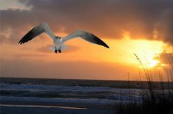 Bg Seagull