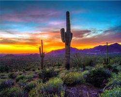 BG Desert