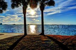 BG Palms