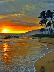 BG Shore Palms