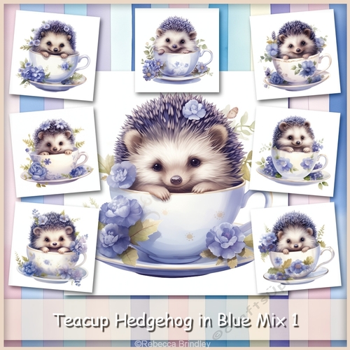 Teacup Hedgehog in Blue Mix 1