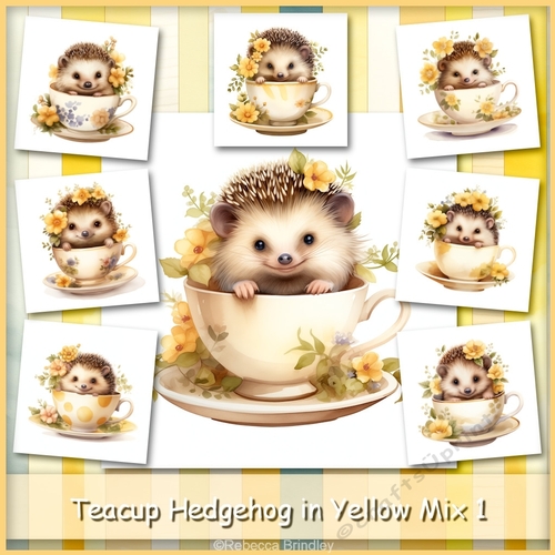 Teacup Hedgehog in Yellow Mix 1