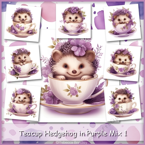 Teacup Hedgehog in Purple Mix 1