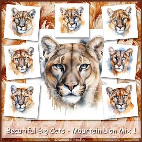 Beautiful Big Cats - Mountain Lion Mix 1