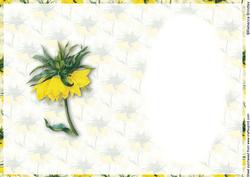Yellow Crown Imperial Insert