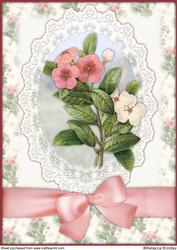 Pink and White Periwinkle A4