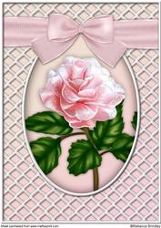 A Delicate Blush Rose A4