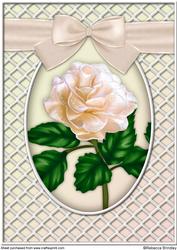 A Delicate Peach Rose A4