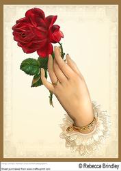 A Single Red Rose A4