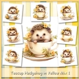 Teacup Hedgehog in Yellow Mix 1