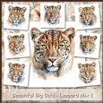 Beautiful Big Cats - Leopard Mix 1