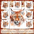 Beautiful Big Cats - Eurasian Lynx Mix 1