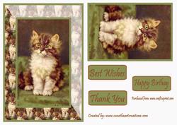 Kitten Card Front