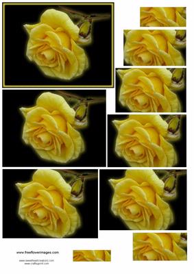 Black and Yellow Rose
