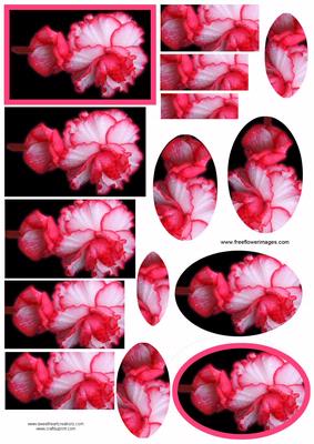 Pink and Black Flower