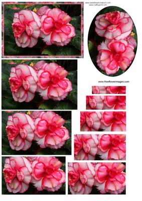 Pink Flowers