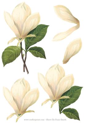 Cream Flower Decoupage