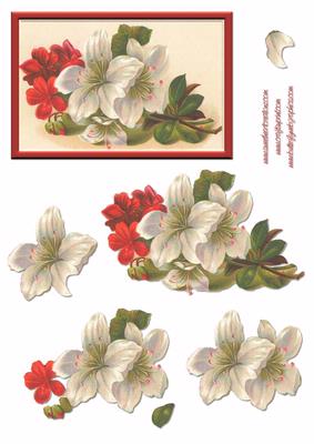 White and Red Flowers