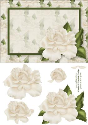 Cream Rose Quick Card - Blank