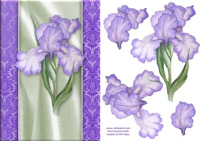 Purple Iris Quick Card