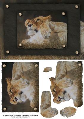 Lioness Quick Card