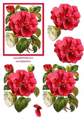 Pink Camellia