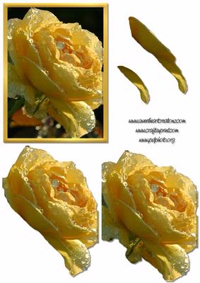 Yellow Rose on Black Decoupage