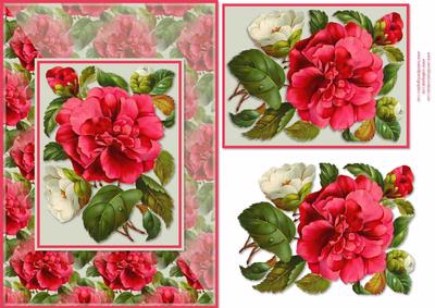 Pink Camellia Card Front