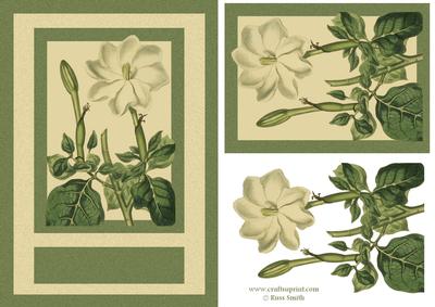 Cream Flowers Card Front