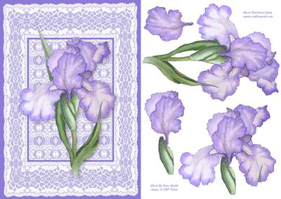 Purple Iris on Lace Card Front
