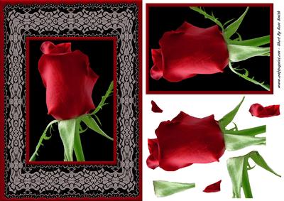 Red Rose on Lace Card Front