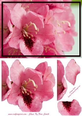 Pink Rhododendrons Card Front