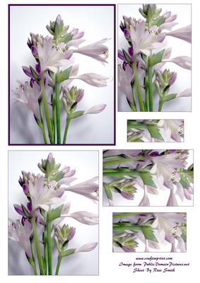 Purple Flowers Pyramage