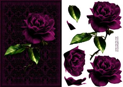 Stunning Pink Rose Card Front
