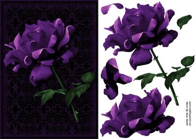 Stunning Purple Rose Card Front