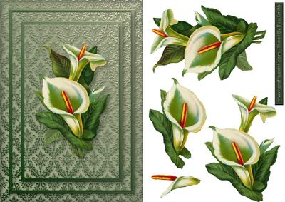 Calla Lilies on Damask Card Front